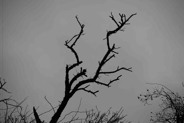 The image shows the silhouette of a tree with bare branches against a gray sky. The branches are prominent and have a stark appearance, creating a contrast with the background.