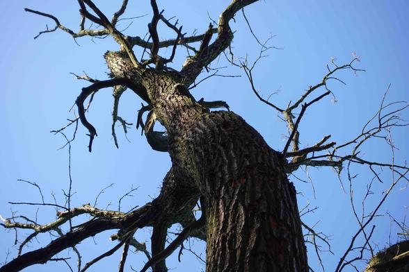 The image shows a view from below of a bare tree with its branches extending against the blue sky. The perspective emphasizes the trunk and the intricate pattern formed by the branches, which appear to be without leaves.