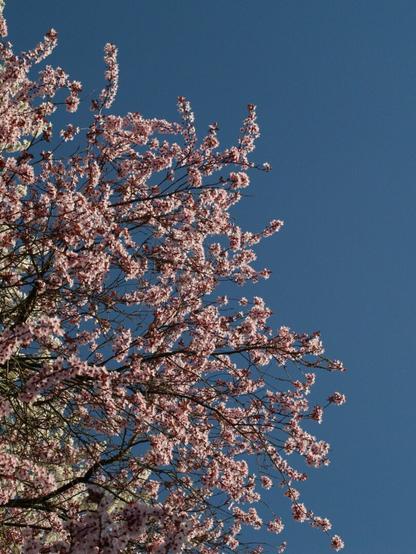 A low-angle shot of a tree in full bloom, with profuse clusters of delicate pink blossoms covering the branches. The flowers contrast with the vivid, cloudless blue sky visible above and between the branches, creating a cheerful springtime scene.