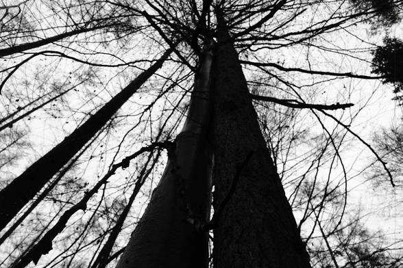 This is a black and white image of trees taken from a low angle, looking up towards the sky. The branches stretch outwards, creating a web-like pattern against the sky. The overall mood is dramatic due to the high contrast and the starkness of the bare branches.