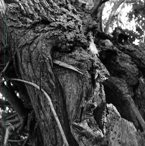 This is an image of a tree with bark and wood that naturally resembles a human face. The texture and patterns in the tree create the illusion of facial features, such as a nose and mouth. This kind of visual phenomenon is known as pareidolia.