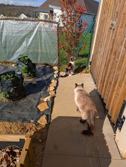 Un chat regarde une chatte devant lui et qui l’ignore superbement