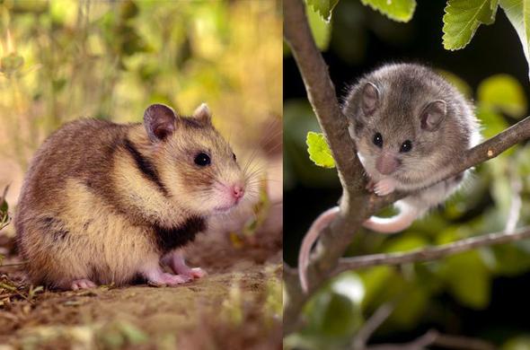 Romanian hamster (Mesocricetus newtoni) and Roach's mouse-tailed dormouse (Myomimus roachi). Photo's: Rollin Verlinde / Vilda.