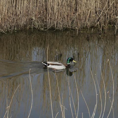 A glossy mallard drake swimming gracefully along a green lode with reeds behind it. A couple of reed stems in the foreground cross in front of the duck, but apart from that it is less terrible than many of my pictures.
