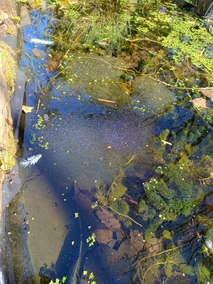 4 or 5 large 'dollops'  of frogspawn can be seen in our small garden pond.