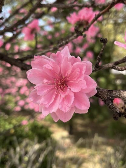 Closeup of a vibrant pink peach blossom.