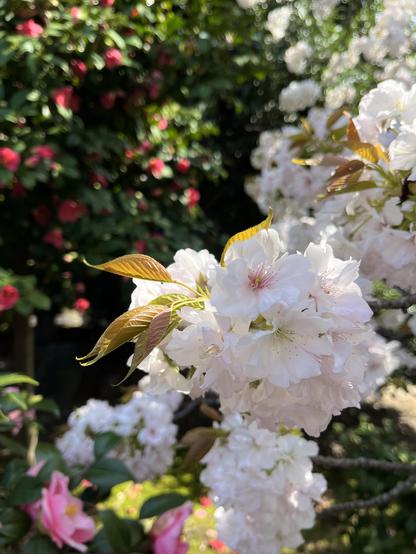Cherry blossoms with new leaves, and pink and red camellia bushes in the background.