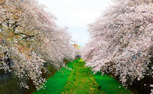Japan Confirms The Beginning Of Cherry Blossom Aka Sakura Season For 2025
