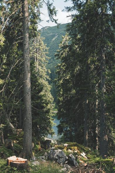 A small part of Lake Soinsee is visible between the trees.