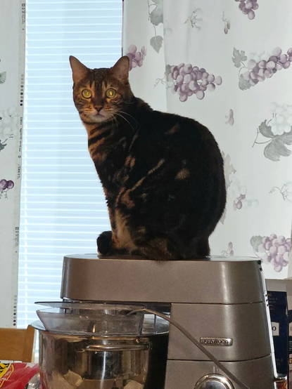 Mort, a black and tan marble-patterned Bengal sits on top of grey Kenwood multifunctional kitchen device. She likes to squat on top of high places that allows her to observe the household, but she also looks like she'd like to know how this thing works, since she's seen humans use it.