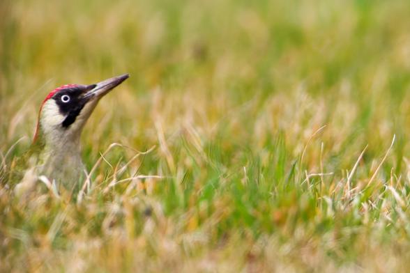 on the left a green woodpecker looks out of the grass