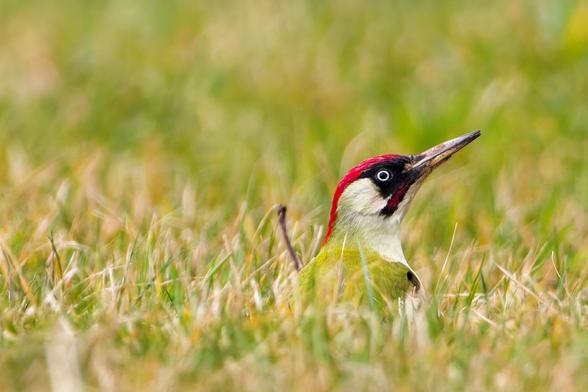 on the right a green woodpecker looks out of the grass