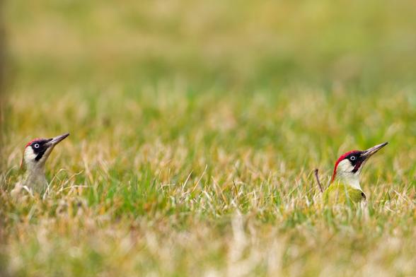 Complete shot of the two pictures left and right a green woodpecker in identical pose