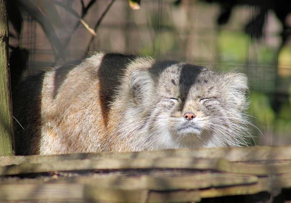 Pallas's Cat Akar is lying on her wooden platform in bread loaf position with her eyes squeezed tightly shut.