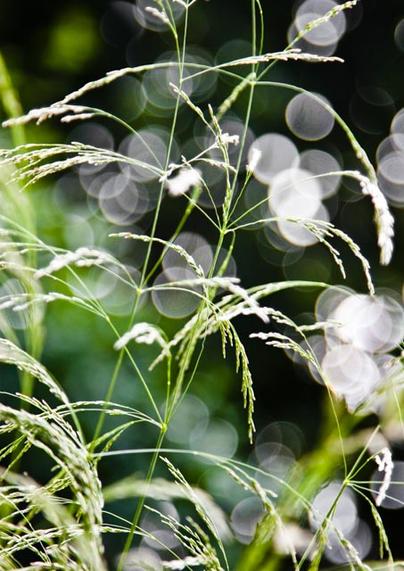A standing photo with two slender branches of grass, diagonally from bottom left to top right. On that again small side branches around the stems, hanging with tiny, airy flowers. The sun shines through the grass, in the background a lot of white balls (bokeh) on a dark green background with behind the grass bottom left also slightly blurred green.