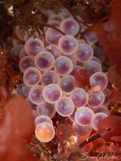 Shorthorn sculpin eggs in the seaweed. Most are purple except for a single orange egg in the front.