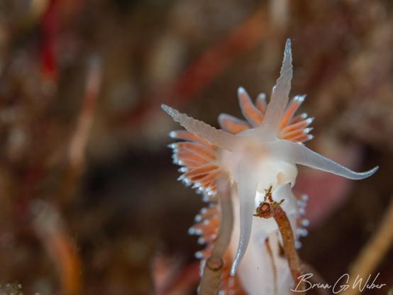 Coryphella verrucosa on the stalk of a pink hydroid. The hydroid has been eaten already, perhaps by this individual.