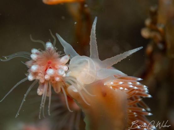 Coryphella verrucosa nudibranch crawling up the stalk of a pink hydroid and about to consume the flower-like tip of the anemone.
