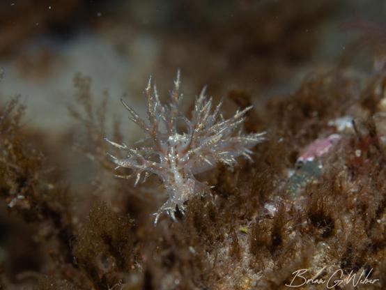 Dendronotus frondosus nudibranch crawling through the brown seaweed