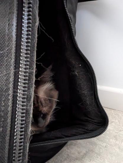 Tête de chat endormi qui dépasse d’une housse de violoncelle pleine de poils