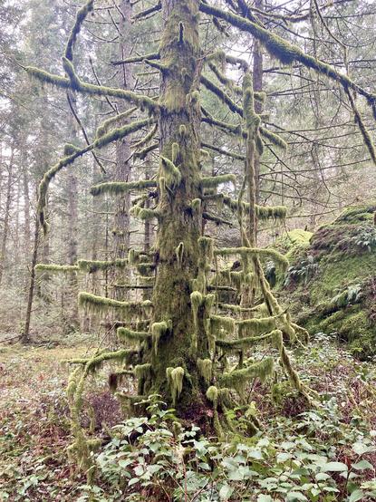 Dead tree still standing with many stubby branches still attached. Heavy moss covers everything.