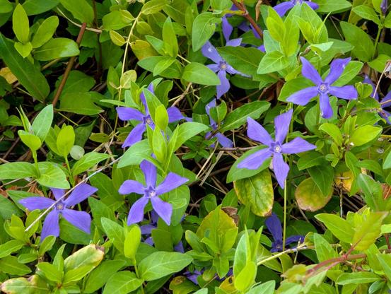 herbaceous periwinkles ( Vinca herbacea ) in the sunshine. end March 2025.