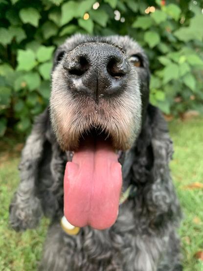 A closeup photo of a dark blue roan English Cocker Spaniel, smiling at the camera, with her tongue hanging out.