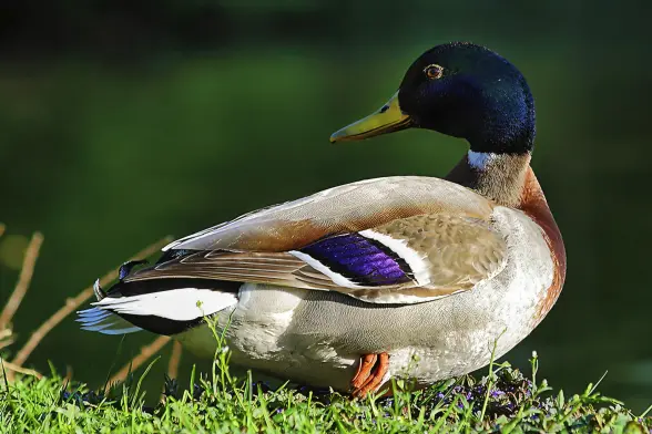 Formatfüllende Tele-Fotografie einer männlichen Stockente auf Rasenuntergrund, seitliches Profil, Laufrichtung der Ente nach rechts, der Kopf ist über den Rumpf 180 Grand nach hinten gedreht. Der Hintergrund dunkelgrün und verschwommen unscharf.