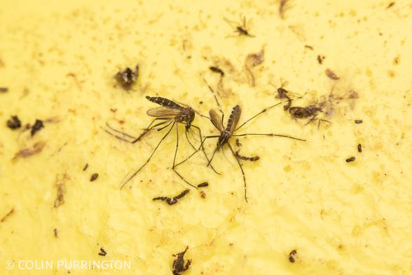 Two dead Asian tiger mosquitoes — with their distinctive white stripes on legs, abdomen, and thorax — stuck on a gluey yellow card.