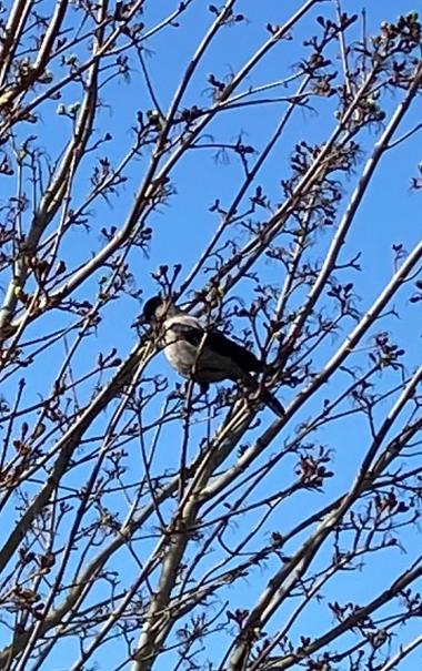 Black and white bird in a tree against a blue sky