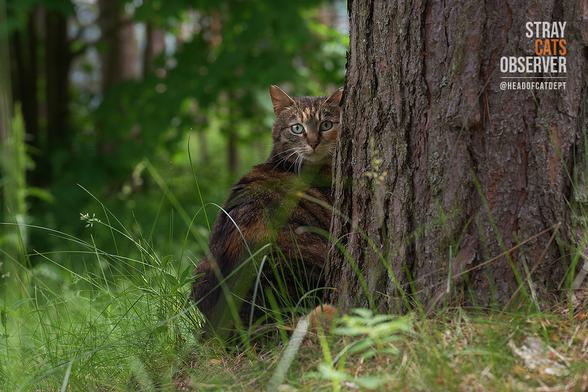 A tricolor cat peeks out from behind a tree
