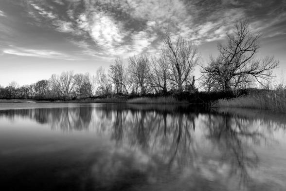 Black and white photograph showing a row of leafless trees on the edge of a pool (Alberca de Cortés, Huesca).