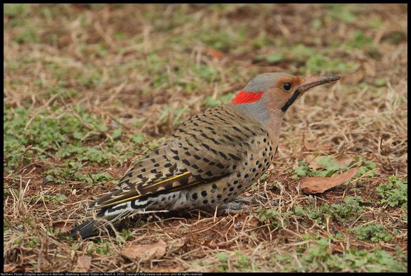 A Northern Flicker (Colaptes auratus) woodpecker was standing on the ground among sparse winter vegetation in Norman, Oklahoma, United States on March 4, 2025. They like to eat ants.