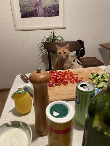 Gucci, der orangene Kater, sitzt auf dem Küchenstuhl und schaut mit riesigen runden Augen auf die Tischplatte. Dort liegen geschnittene Gurken und Paprikastückchen. Interessiert ist man aber eher an der Schale Joghurt aus welchem gerade ein Dressing zubereitet wird.