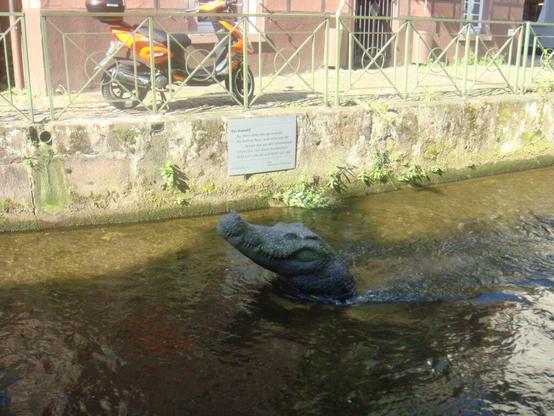 un-crocodile-dans-un-canal-de-freiburg-1-scaled.