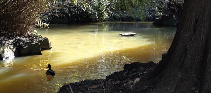 A wide part of a stream. The surrounding foliage is dark but the yellowish brown water id bathed in sunlight. In the foreground is a duck. The sunlight is falling on a raised flat rock sticking out of the water.