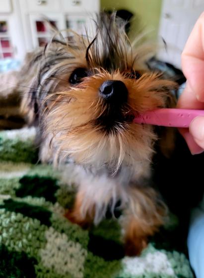 This is a close-up, slightly angled, eye-level shot of a small, fluffy Yorkie Mix puppy chewing a pink crochet hook while the human is trying to pull it out of the puppy's mouth. 

The puppy is standing on a green and white gingham crochet blanket.