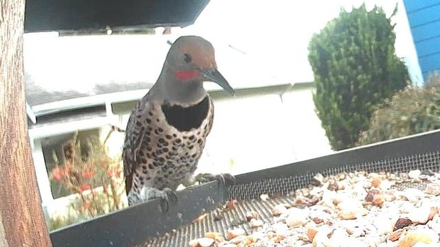 A bird, a Northern Flicker eating at a bird feeder