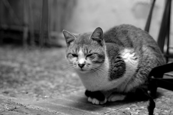Black-and-white photo of a tabby-and-white cat, resting with eyes half closed.