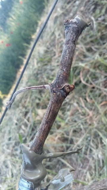 Empelt de fenedura aeri, que ja va un poc tard.