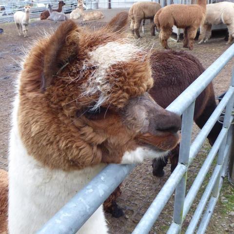 A VERY fluffy alpaca rests its head on a railing