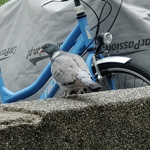 gołąb na murku