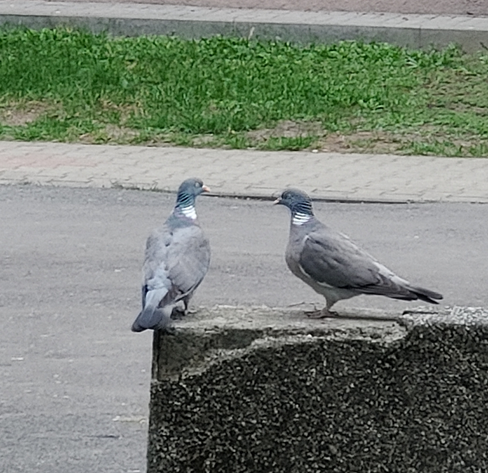 dwa gołębie na murku
