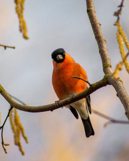 Ein männlicher Gimpel, auch Dompfaff genannt, sitzt auf einem Zweig und schaut direkt in die Kamera.