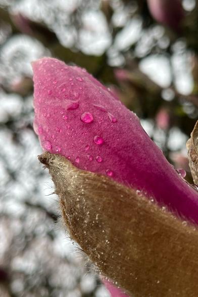 Una fotografía de un árbol de magnolias con el fondo desenfocado
