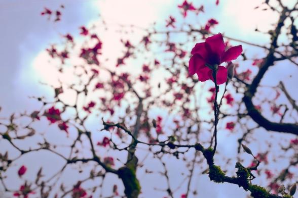 Una fotografía de un árbol de magnolias con el fondo desenfocado
