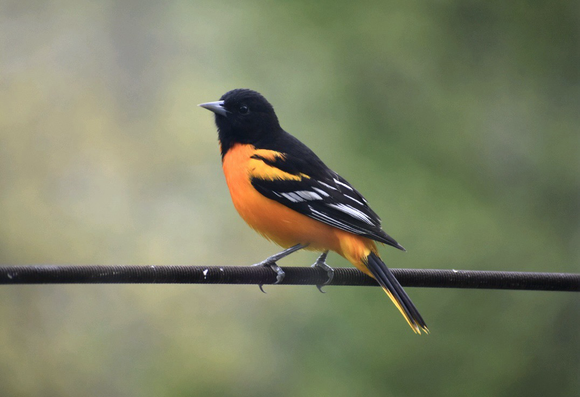 A male Baltimore Oriole (black head, beak, and eye; bright orange underneath; black wings with bold white wingbars) sits on a metal pole against an intentionally blurred background of green foliage.