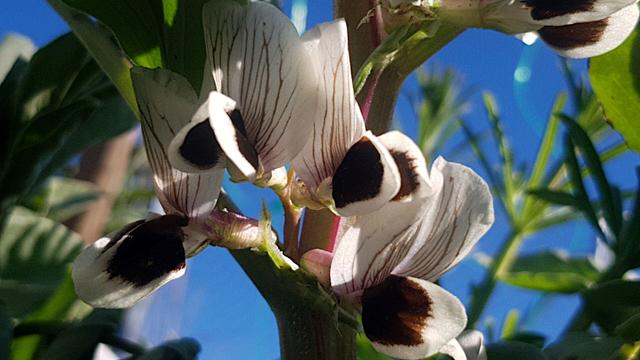Flores de haba a medio contraluz. Entre hojas y ramas de la mata y el cielo de fondo, pues está tomada la foto desde abajo.
Los pétalos son blancos, pero los hay pequeños con una gran mancha morada oscura. Y otros más grandes tienen como unas venas moradas.