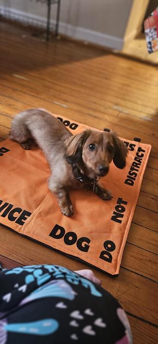 Shaded red miniature dachshund looking at the camera wearing a black collar laying on a bright orange mat that says service dog do not distract
