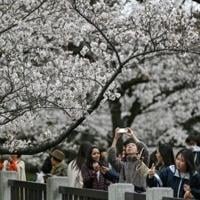 Tourists and locals enjoy 'ephemeral' Tokyo cherry blossoms | National